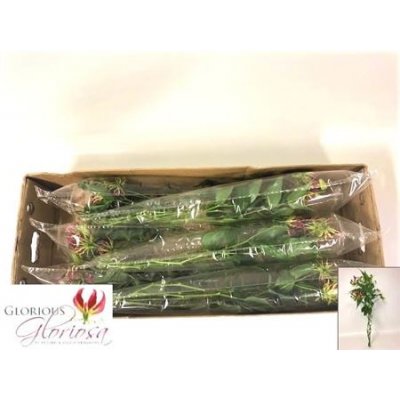 Gloriosa Rothschild Long