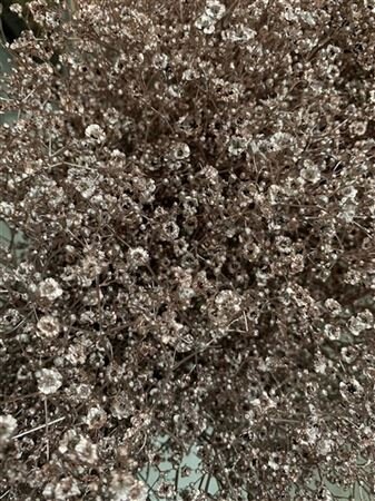 Gyps Million Star Dyed Champagne