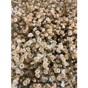Gyps Xlence Dyed Apricot