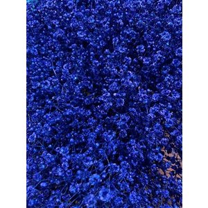 Gyps Xlence Dyed Blue