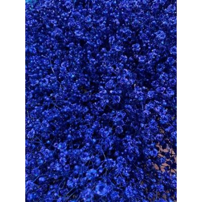 Gyps Xlence Dyed Blue