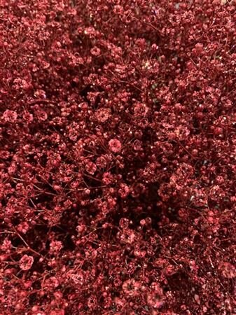 Gyps Xlence Dyed Bordeaux