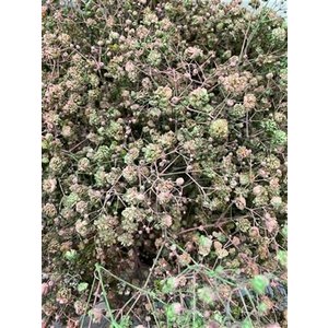 Gyps Xlence Dyed Hortensia