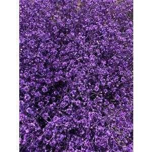 Gyps Xlence Dyed Milka