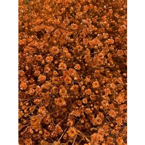 Gyps Xlence Dyed Orange