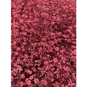 Gyps Xlence Dyed Pink