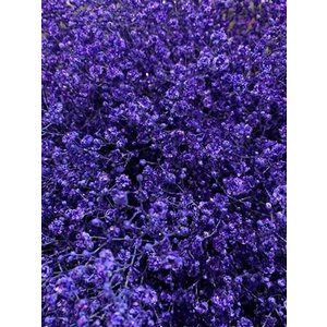 Gyps Xlence Dyed Purple