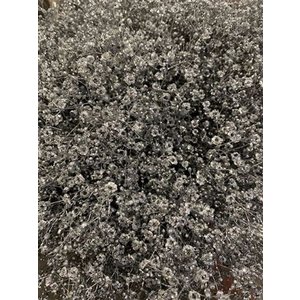 Gyps Xlence Dyed Silver