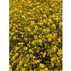 Gyps Xlence Dyed Yellow
