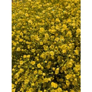 Gyps Xlence Dyed Yellow