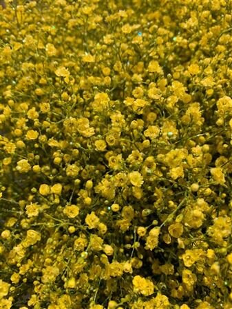 Gyps Xlence Dyed Yellow