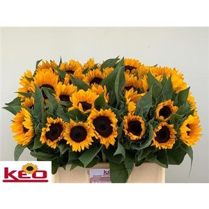 Helian Sunrich Orange Spain