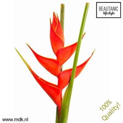 Heliconia Iris