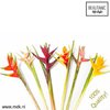 Heliconia Mix
