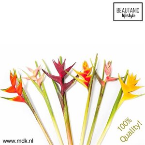 Heliconia Mix