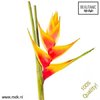 Heliconia Ov Orange