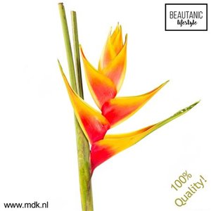 Heliconia Ov Orange