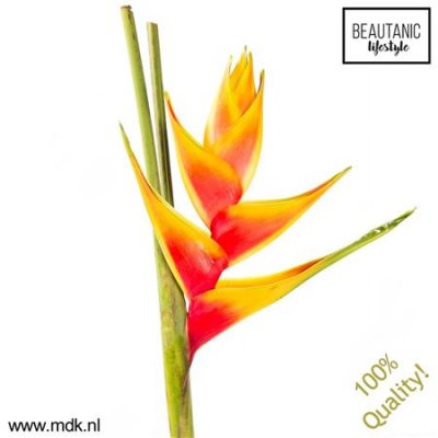 Heliconia Ov Orange