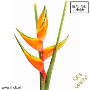 Heliconia Peachy Pink