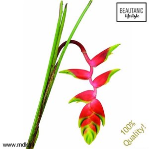 Heliconia Rostrata