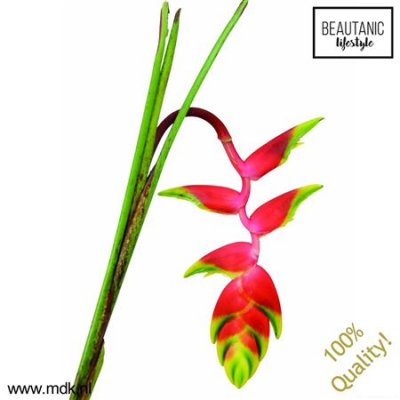 Heliconia Rostrata