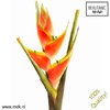 Heliconia Wa Red Jewel