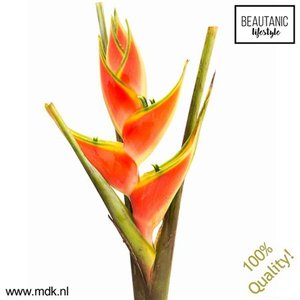 Heliconia Wa Red Jewel