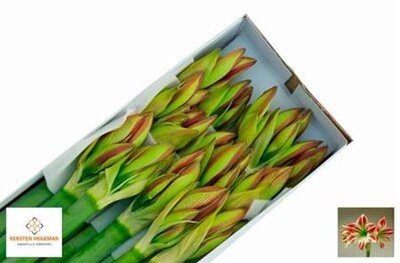 Hipp Bicolor White Red *12