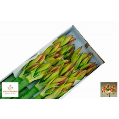 Hipp Bicolor White Red *12