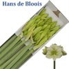 Hipp Ga Mont Blanc *12