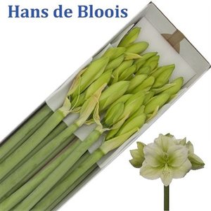 Hipp Ga Mont Blanc *12