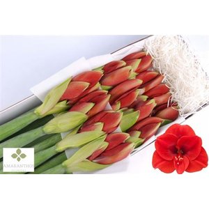 Hipp Ga Red *12