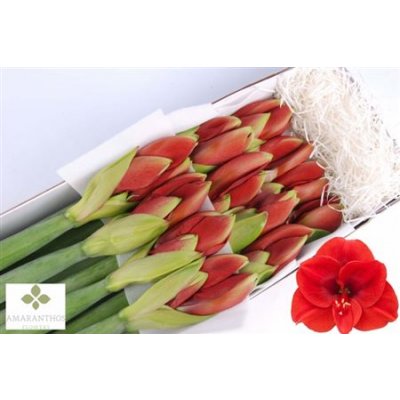 Hipp Ga Red *15
