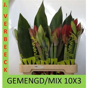 Hipp Gem Bq