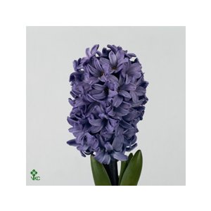 Hyac Blue Star