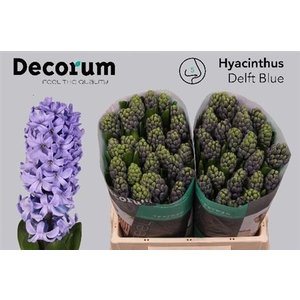 Hyac Delft Blue