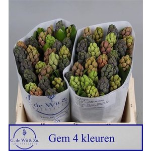 Hyac Gem 5 Kleuren