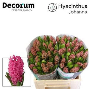 Hyac Johanna