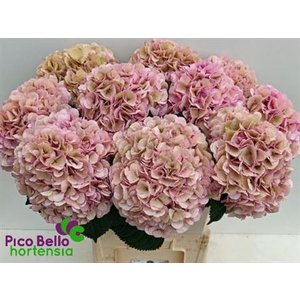 Hydr Cl M My Vienna Green Pink Cl Ex