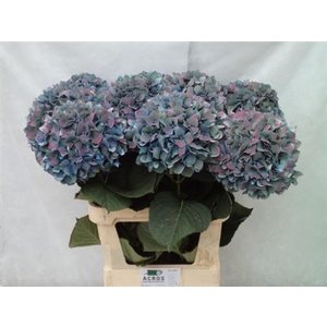Hydr Cl M Pimpernel Classic