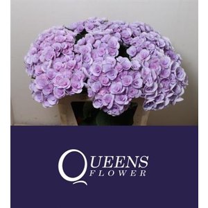 Hydr M Beau Papil Lavendel