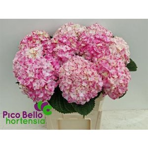 Hydr M Mag Marble Pink