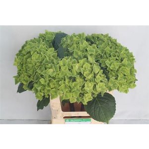 Hydr M Mag Summgreen