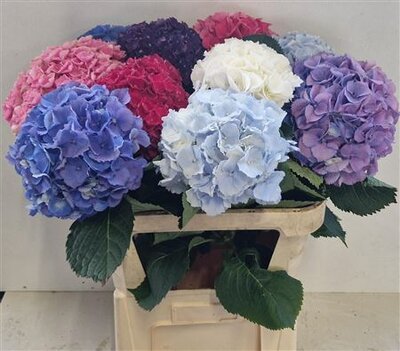 Hydr Mixed 60Cm