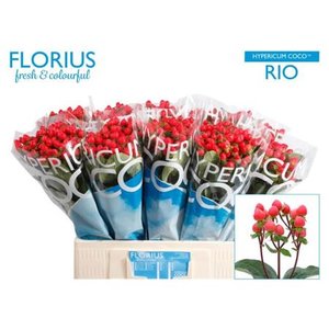 Hyp Coco Rio