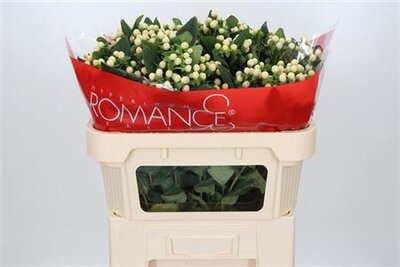 Hyp Cool Romance