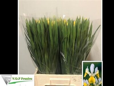 Iris Apollo