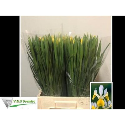 Iris Apollo