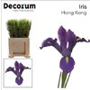 Iris Hong Kong