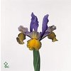 Iris Miss Saigon Ex